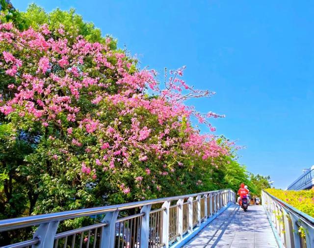 仙岳路 市绿化中心徐光辉摄