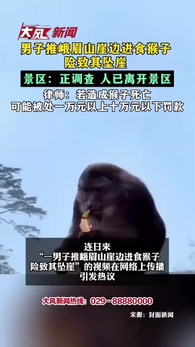 男子推峨眉山崖边进食猴子险致其坠崖 景区：正调查 人已离开景区 律师：若造成猴子死亡 可能被处一万元以上十万元以下罚款