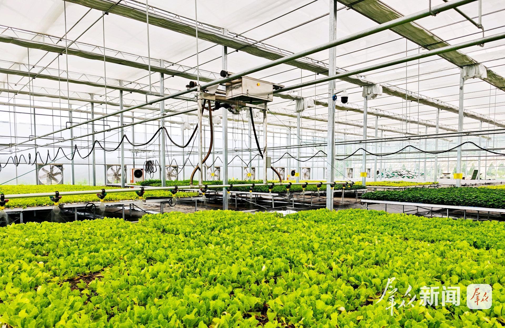 ̫���ظ�ɽ�߲˻��ء�