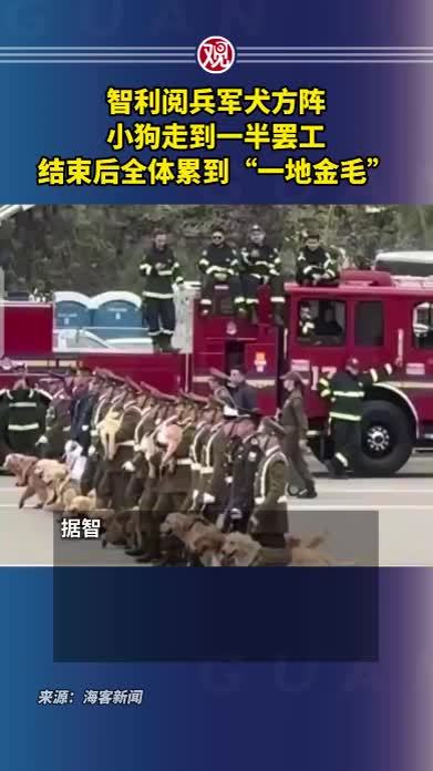 智利阅兵军犬方阵，小狗走到一半罢工，结束后全体累到“一地金毛”