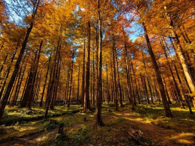 洞口龙坪山康养基地