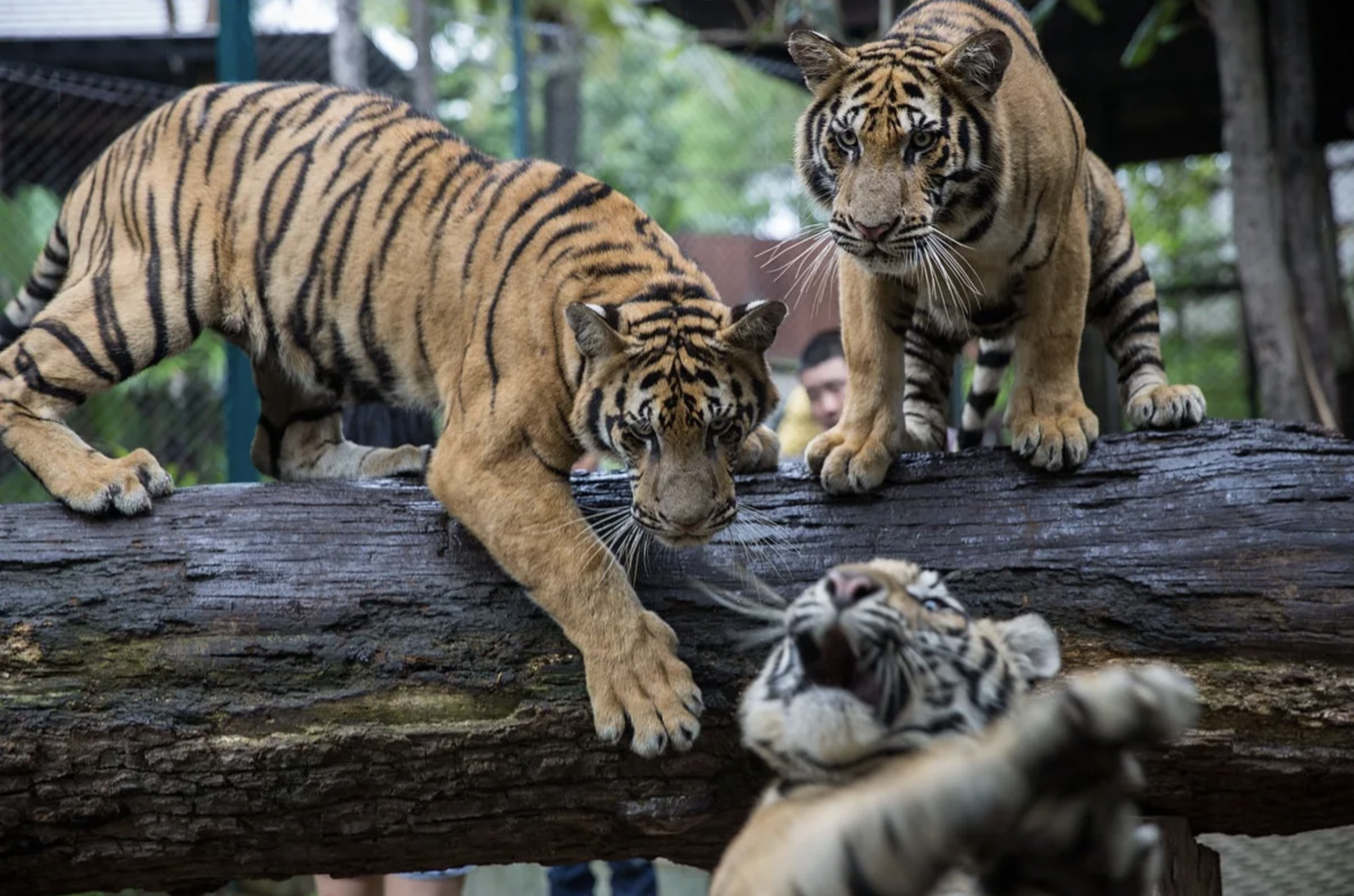 ▲泰国清迈“老虎王国”里的老虎 资料图