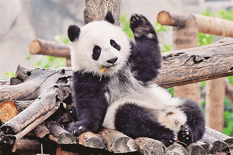 玩耍中的大熊猫。光明图片/视觉中国