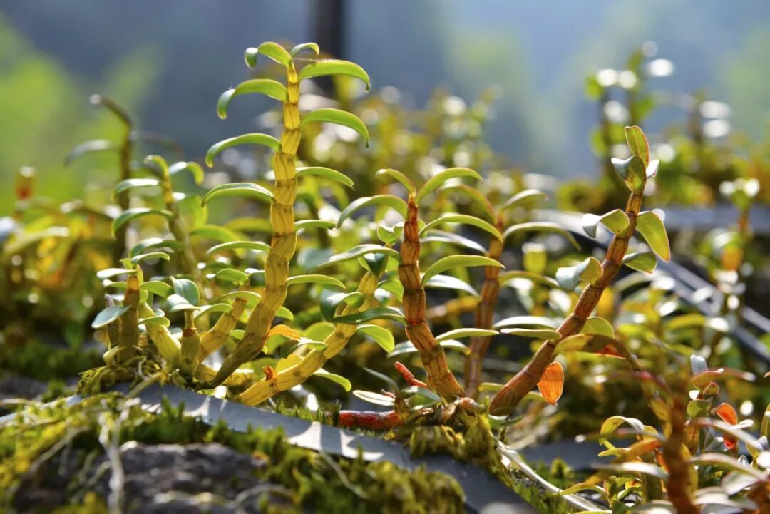 雁荡山铁皮石斛.jpg