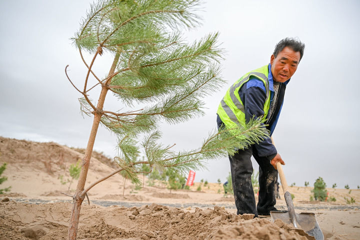 2026年4月19日，治沙工人在内蒙古通辽市科尔沁沙地束力古台防沙治沙项目区植树。新华社记者 连振 摄