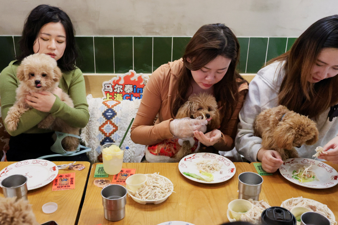 2025年1月25日,宠物主在上海一家餐厅喂狗狗们吃宠物年夜饭。