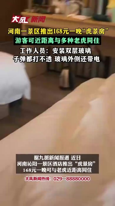 河南一景区推出168元一晚“虎景房”，游客可近距离与东北虎等多种老虎同住，工作人员：安装双层玻璃 ，子弹都打不透，玻璃外侧还带电