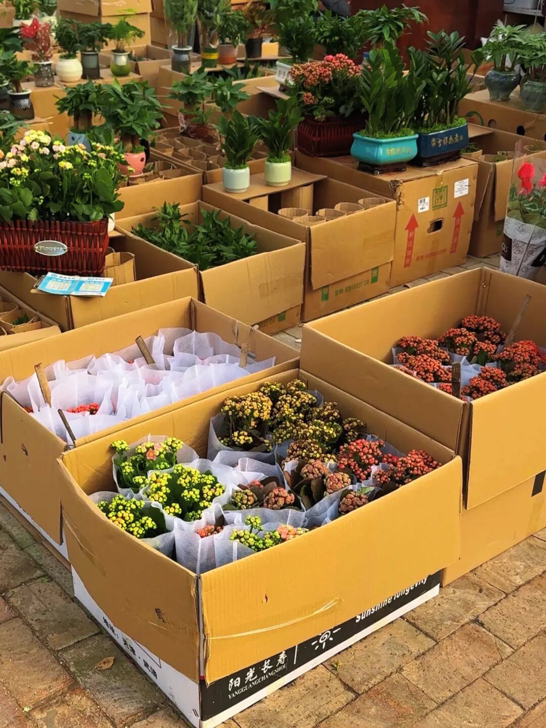 大金路过的新年花卉市场。(图/受访者提供)
