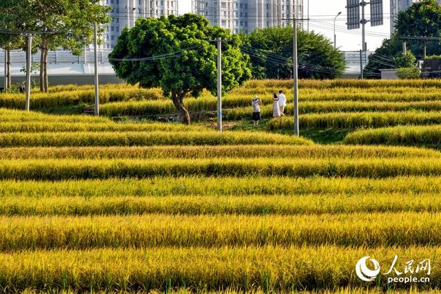 风吹稻穗掀起层层金浪。人民网记者 陈博摄