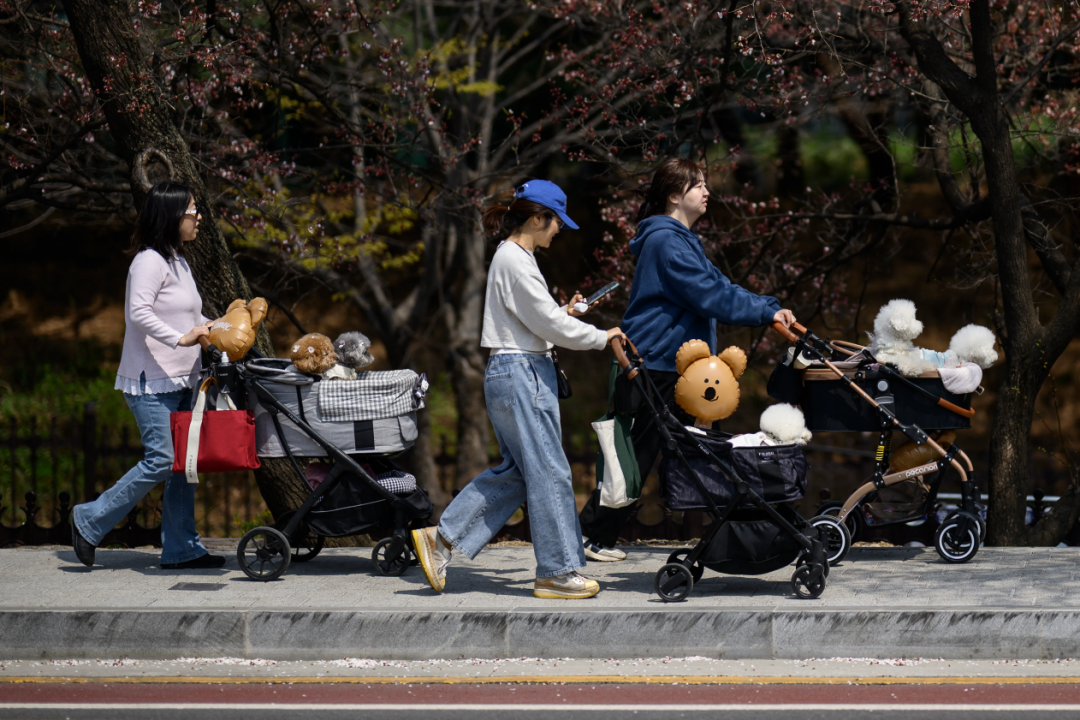 △2025年4月8日,首尔,几位女性推着宠物推车散步。敏智的女性朋友中,大部分人都想优先发展事业。(图源:法新社)