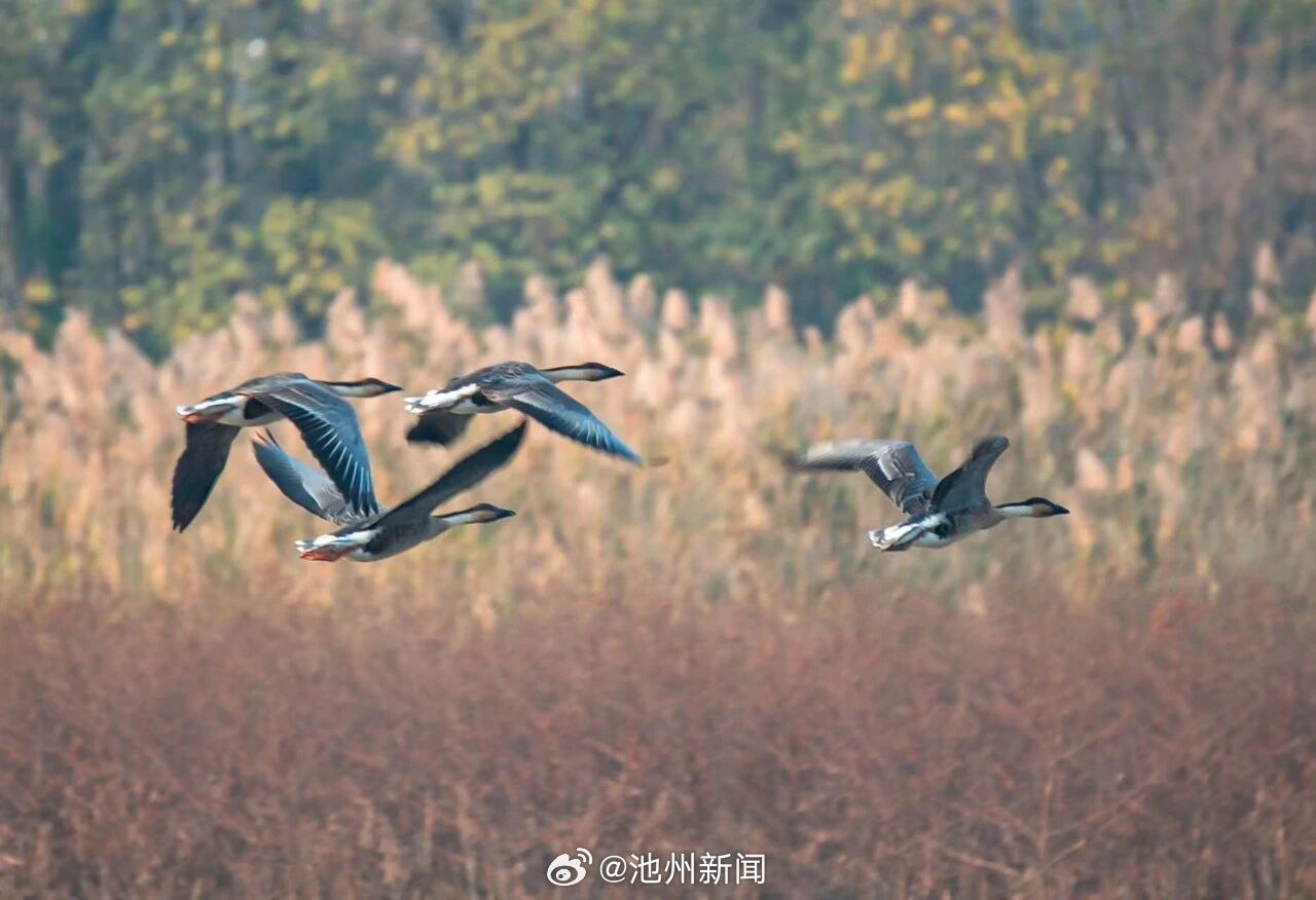 【“贵客” 即将抵达池州！】芦荻摇曳，秋水澄澈。霜降之后，平天湖国家