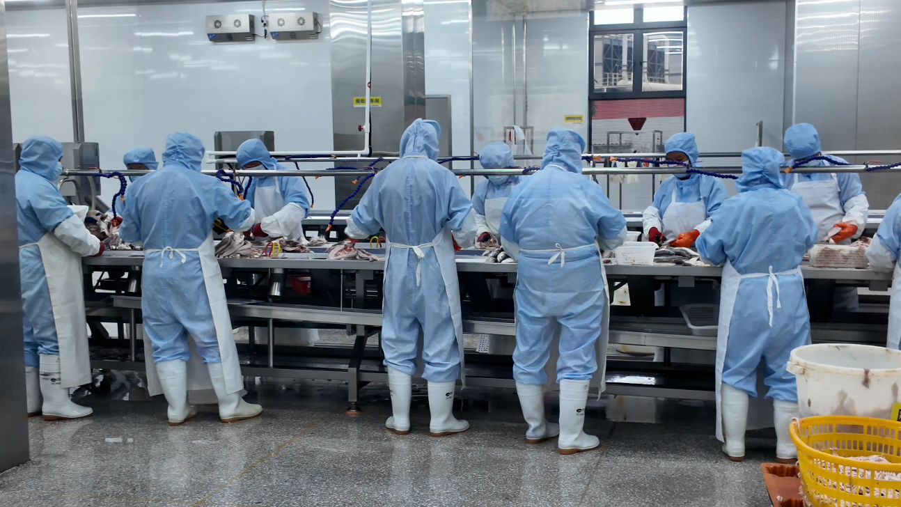 耕海牧渔白基湾:一条大黄鱼的竞速之旅