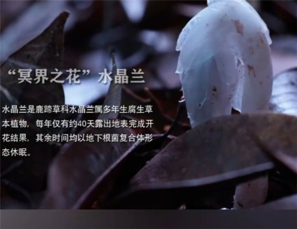 机器狗首次进哀牢山就遇惊喜!拍到传说中的冥界之花水晶兰