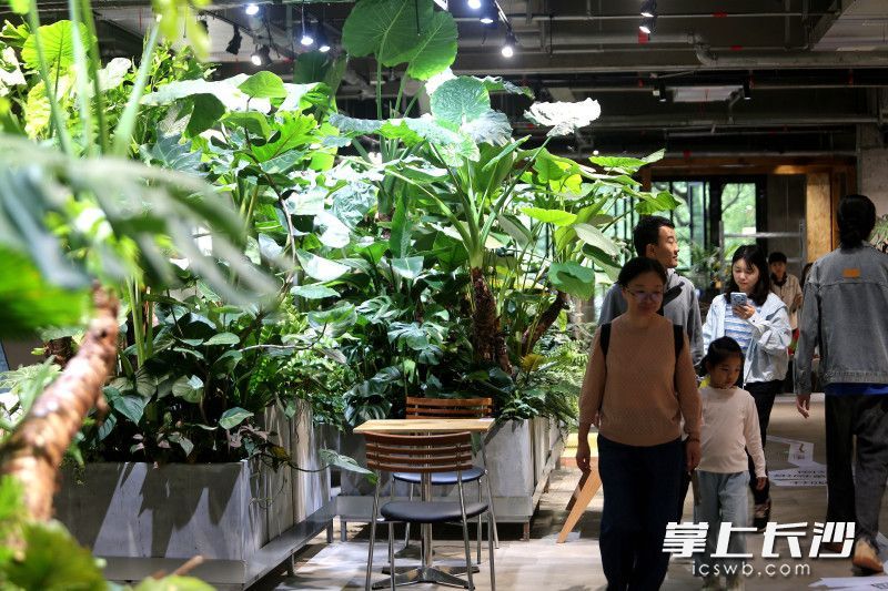 市民在烈士公园逛“公园里”。 均为长沙晚报全媒体记者贺文兵摄