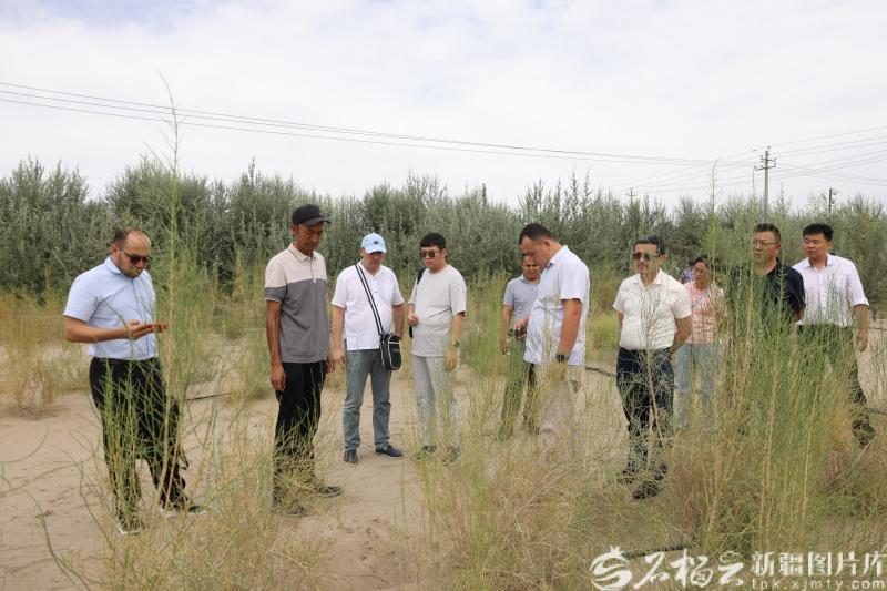 8月6日,代表团走进岳普湖县达瓦昆片区防沙治沙造林点参观。张宇航 摄