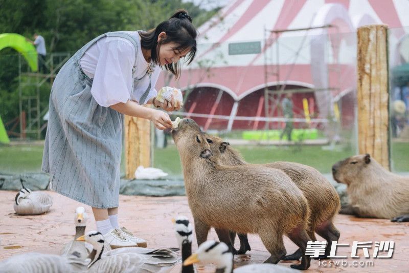 与萌宠互动。