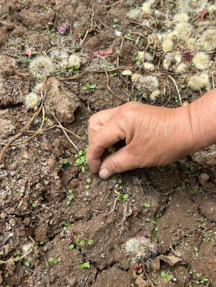 “小菜园”边许多野菜发芽。