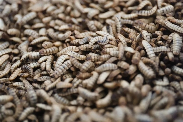 茅台跨界杀入宠物圈 昆虫蛋白宠粮引热议