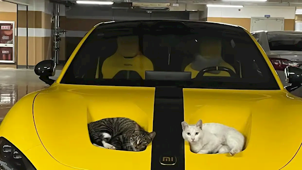 小米SU7 Ultra双风洞被2只猫霸占 网友戏称60万内最好的猫窝