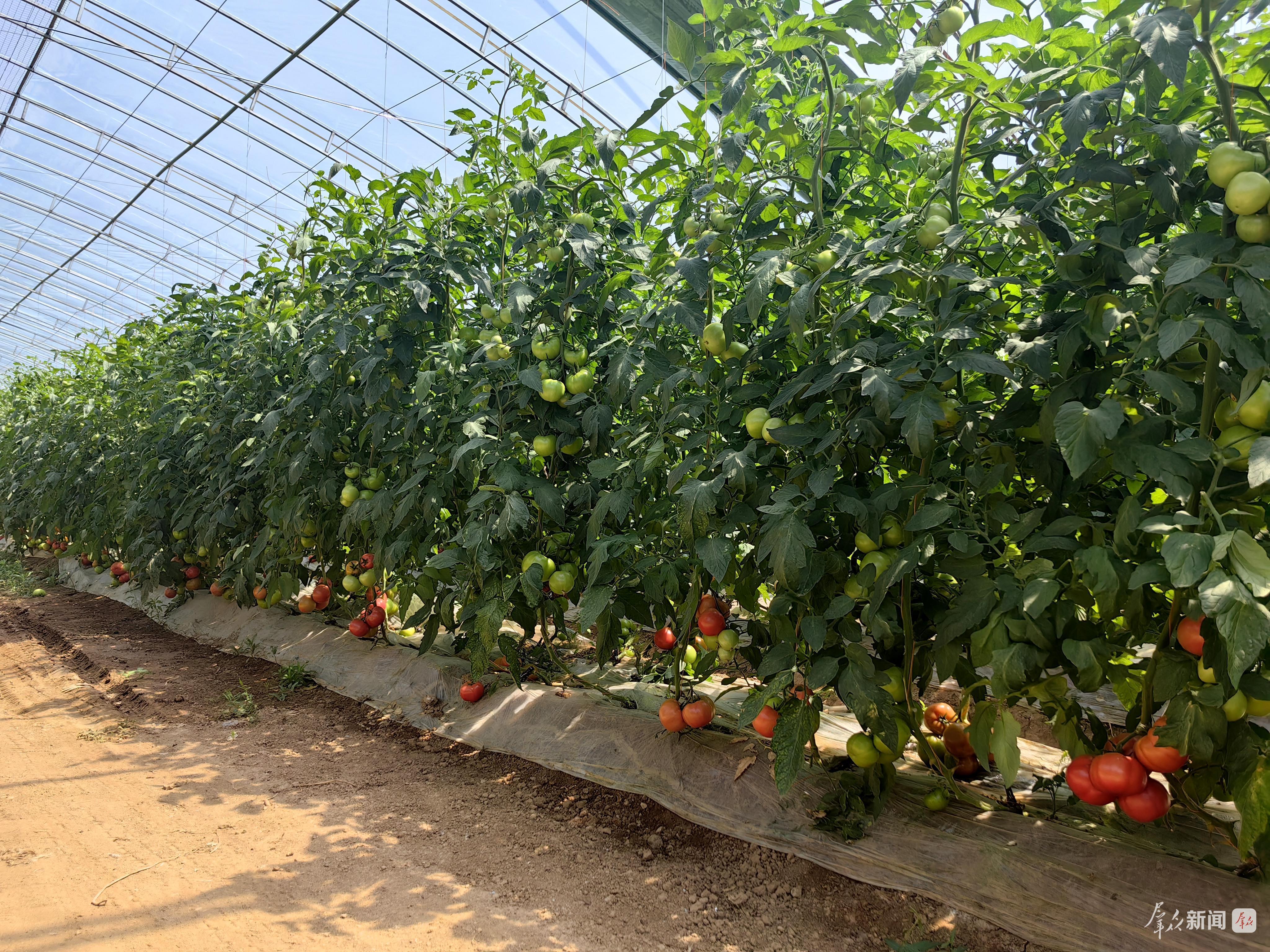 图为西安市高陵区信邦农产品农民专业合作社的西红柿大棚,棚内西红柿长势良好。