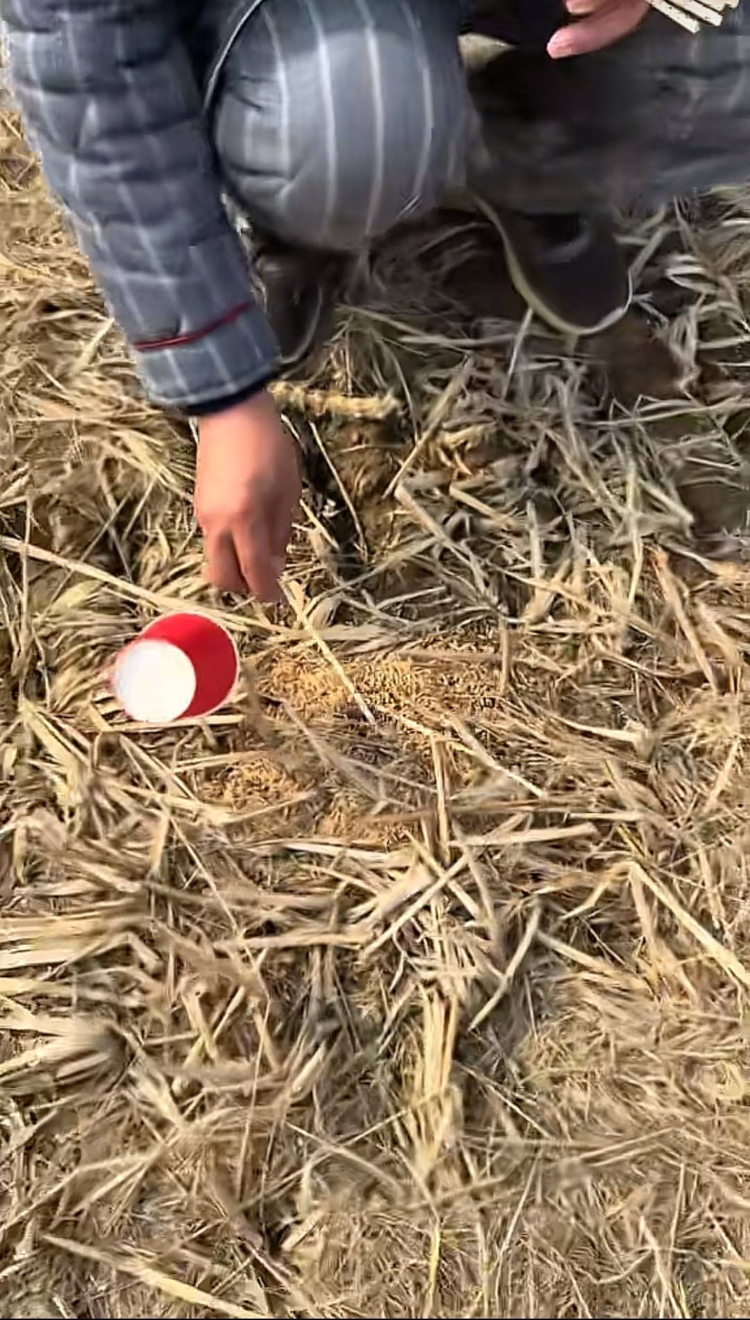 现场标注出来的毒稻谷（网络截图）