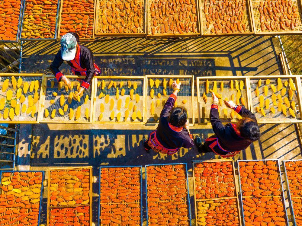 ↑1月12日,广西金秀瑶族自治县忠良乡巴勒村村民在院落里晾晒红薯干(无人机照片)。新华社发(高如金摄)