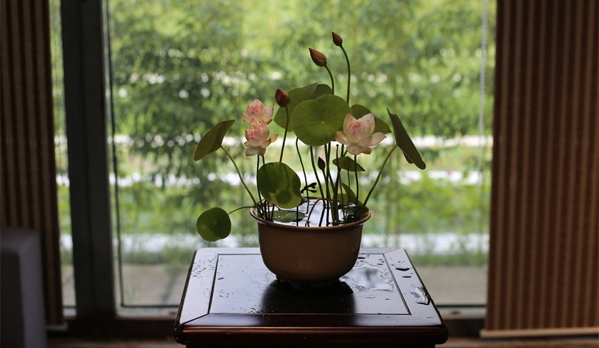 微莲盆景。王俊平摄
