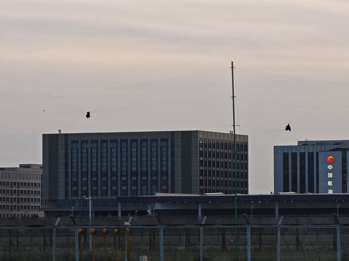 挂在防护网上的死鸟（极目新闻记者拍摄）