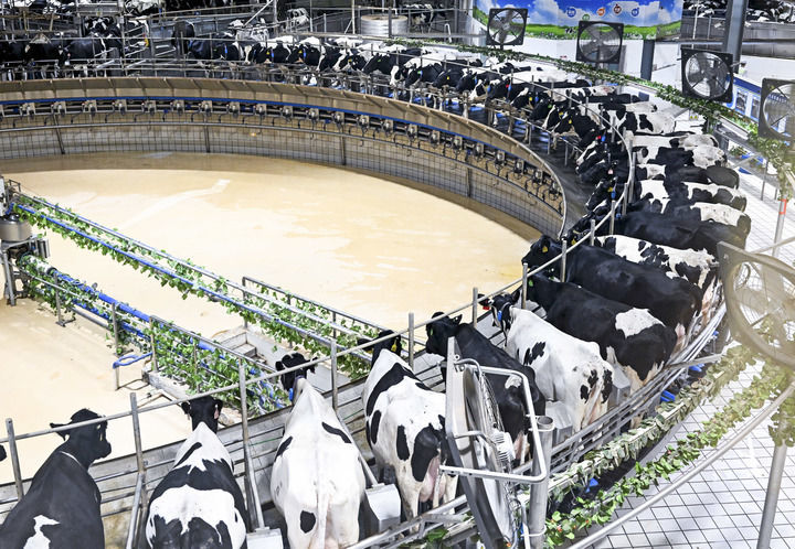 2025年7月28日拍摄的呼和浩特市伊利敕勒川生态智慧牧场挤奶车间。新华社记者 李志鹏 摄