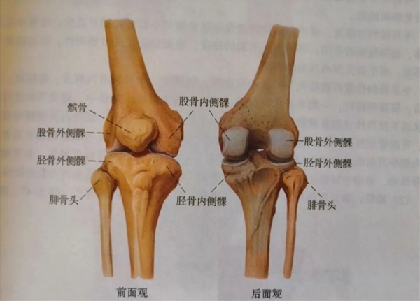 走路时膝盖突然一“软” 是腿出问题了？专家解答