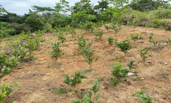 2025年2月的手刨田
