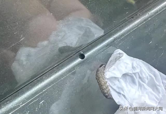 △虫咬出的小圆洞