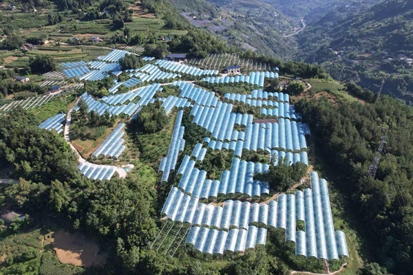 集群项目资金支持巫山县青脆李避雨栽培建设项目,助力物理避雨。巫山县果品产业发展中心供图