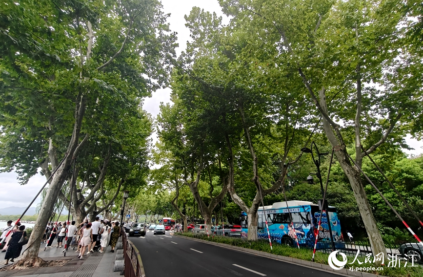 北山街行道树完成加固,抗风能力得到增强。人民网记者 张丽玮摄
