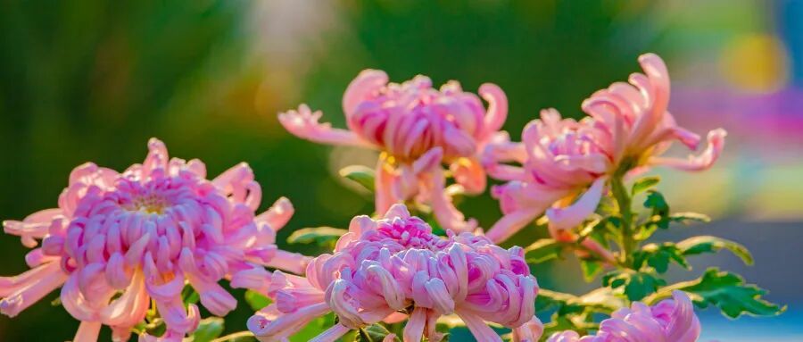 摄图网_501390661_重阳节菊花_(企业商用).jpg