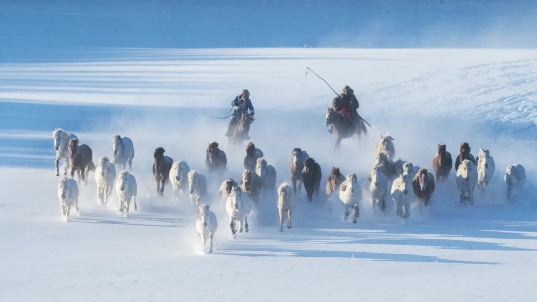△骏马踏雪飞驰在乌兰布统草原。(图/图虫创意)