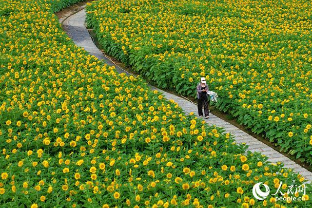 成片向日葵为山谷铺上一条金色“花毯”。人民网记者 陈博摄
