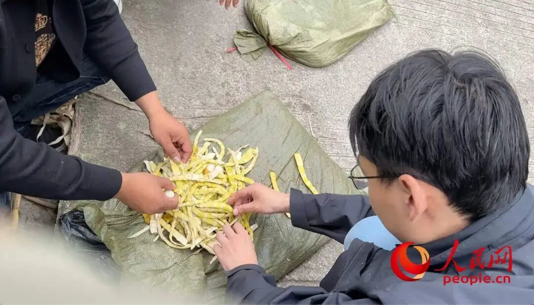 10月12日,四川马边县某竹笋收购商向记者展示使用硫磺熏制过的鲜笋。人民网记者 游天燚摄
