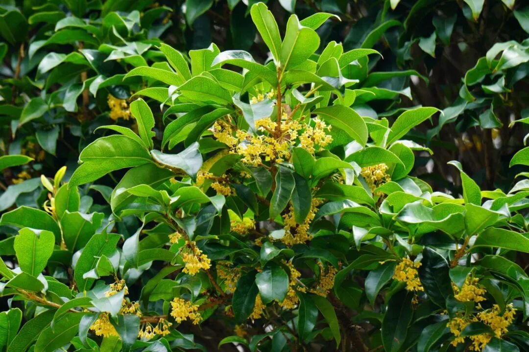 摄图网_700422971_banner_清新淡雅的黄色桂花(企业商用).jpg