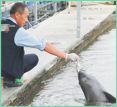 在湖北石首市长江天鹅洲白鱀豚国家级自然保护区，饲养员向网箱豢养的江豚投喂小鱼。复旦大学俄罗斯留学生 马丽塔摄