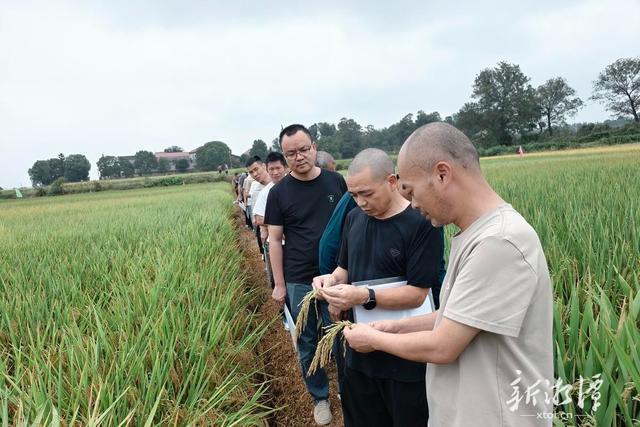 左右两块稻田品种不同,农技员现场抽样比较结实率。