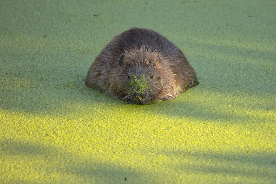 河狸 图/图虫创意
