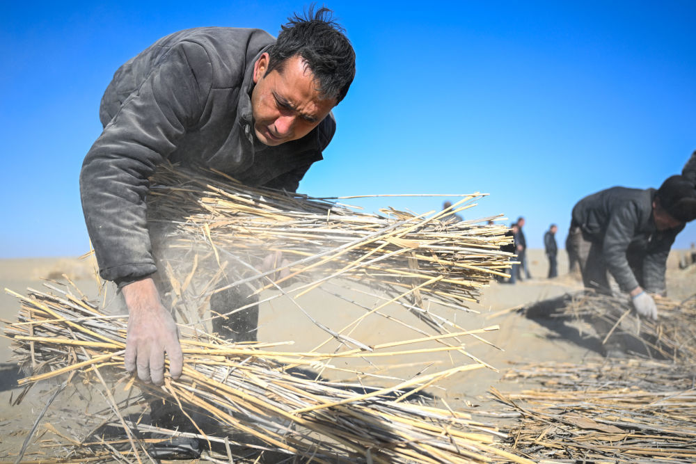 在新疆和田地区墨玉县喀瓦克乡周边沙漠，当地农民在铺设草方格（1月11日摄）。新华社记者 丁磊 摄