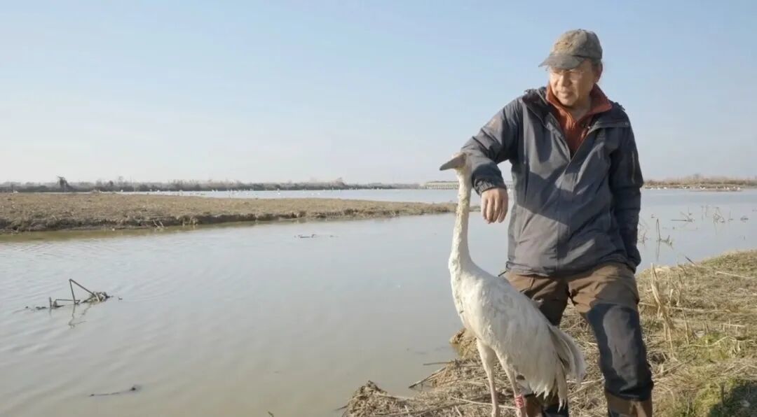 周海翔在鄱阳湖救助一只白鹤 / 受访者供图