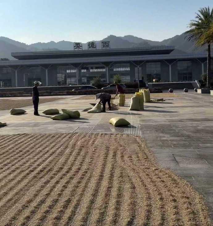 #广东一高铁站站前广场晒满稻谷#【高铁站站前广场晒满稻谷“治愈风”拉