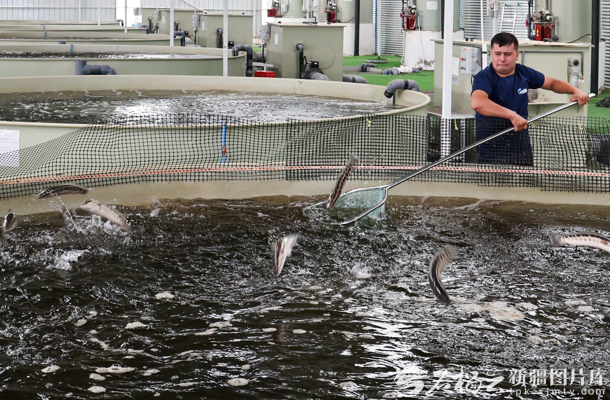 和田域见疆来水产养殖有限责任公司员工在对养殖池的黑鱼进行捕捞。许晓龙摄(资料图)