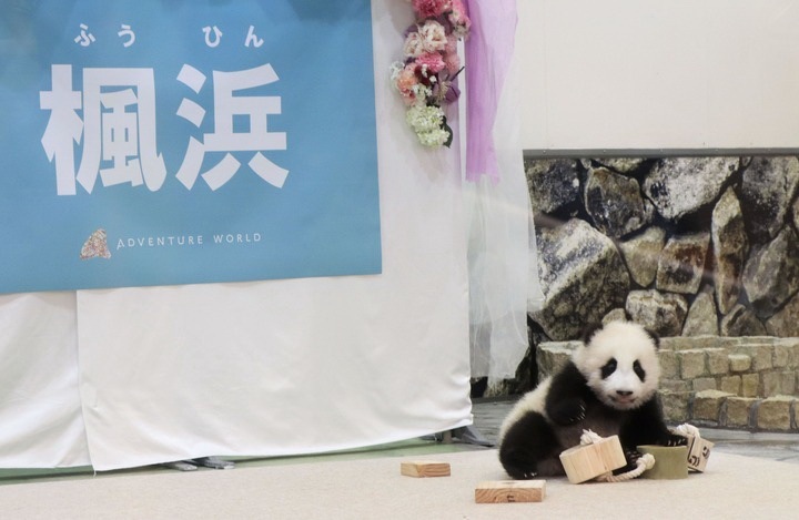 2021年3月18日,和歌山冒险世界乐园为“枫浜”举行命名仪式。