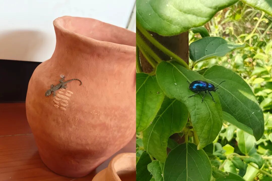 拍摄时遇到的各种小动物（图/受访者供图）