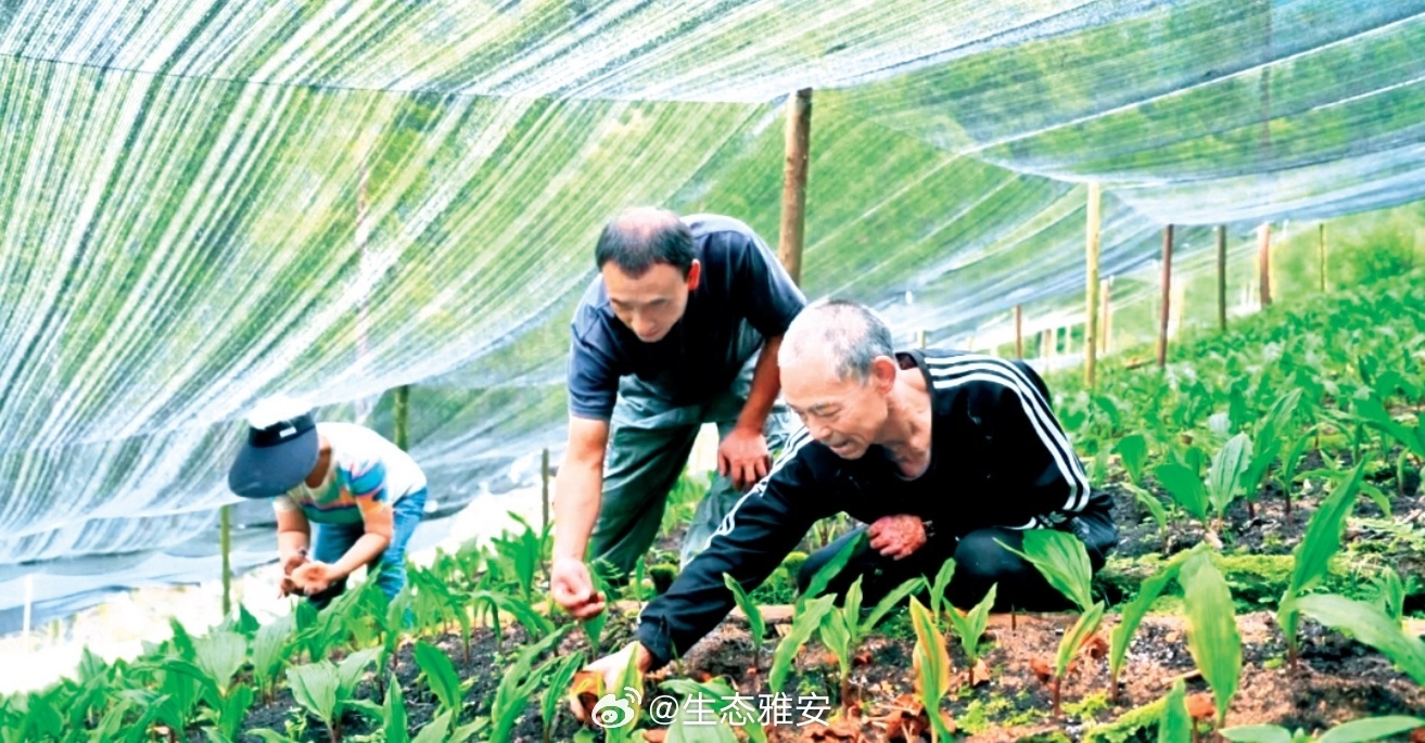 【青山种药记：老中药村“长”出新产业链】9月，层峦叠翠的芦山县大川镇