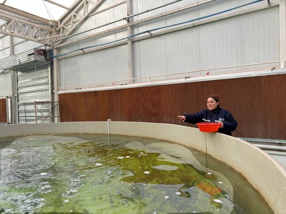 新疆疆渔儿农业科技有限公司员工正在喂养饵料。喀什地区融媒体中心 记者李霖 摄